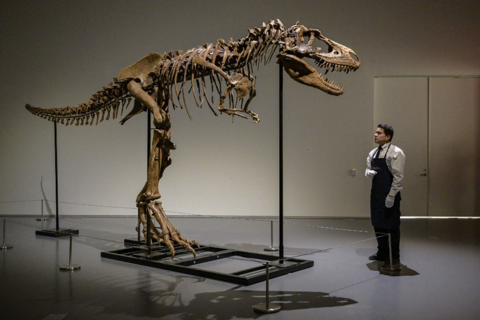 Das Skelett des Gorgosaurus ist 3,04 Meter hoch.