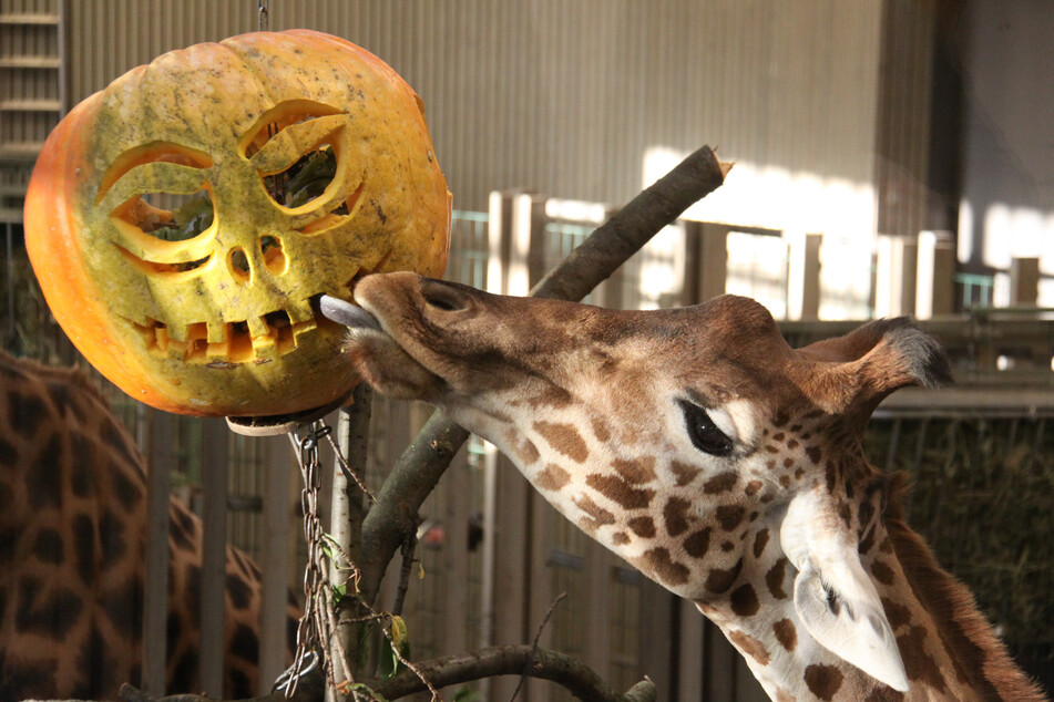 Das Gruselfest bringt Abwechslung für die Giraffen.