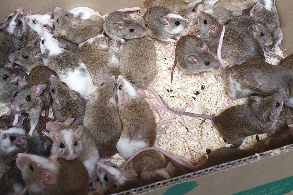 35 Mäuse und vier Ratten fand eine Frau in einem Karton auf einem Parkplatz neben einem Altglascontainer.