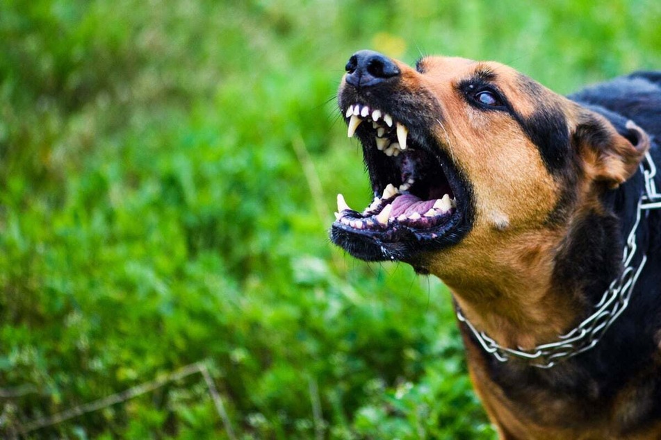 Spaziergänger auf Feldweg von zwei Hunden gebissen: Besitzer stark betrunken