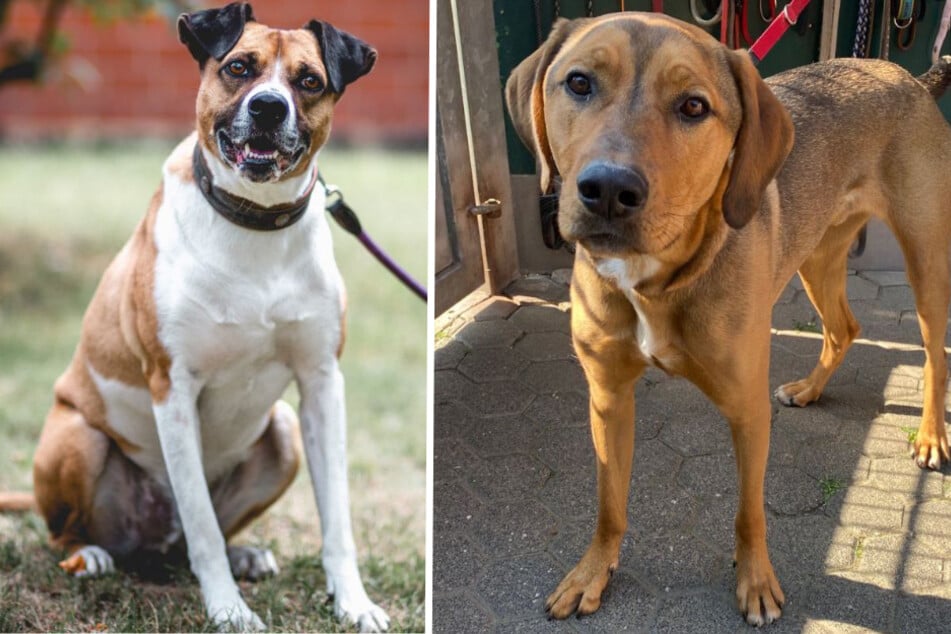 Laiko (l.) und Buddy Luke wollen das Kapitel Tierheim Bergheim so schnell wie möglich hinter sich lassen.