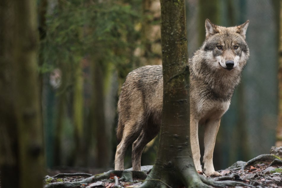 Kamerafallen und Kotproben beweisen: Immer mehr Wölfe in Sachsen!