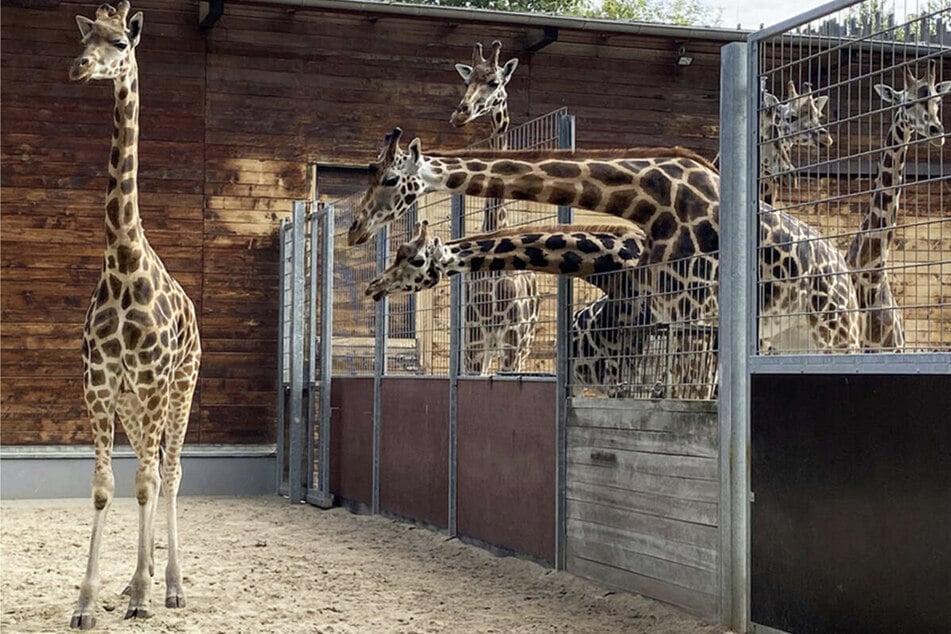 Giraffe soll Bewohner der Savanne kennenlernen und trifft auf "Stänker-Kolonne"