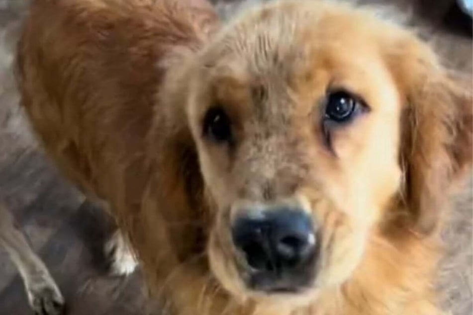 TikTokers are in awe of this sweet dog's kitten rescue mission!