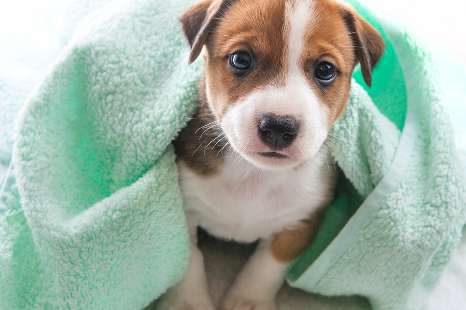 Puppies have sensitive skin, so even if they are covered in mud, scrubbing them isn't smart.