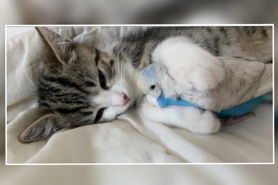 Katze sorgt mit ungewöhnlicher Schlaf-Routine für Wirbel im Netz