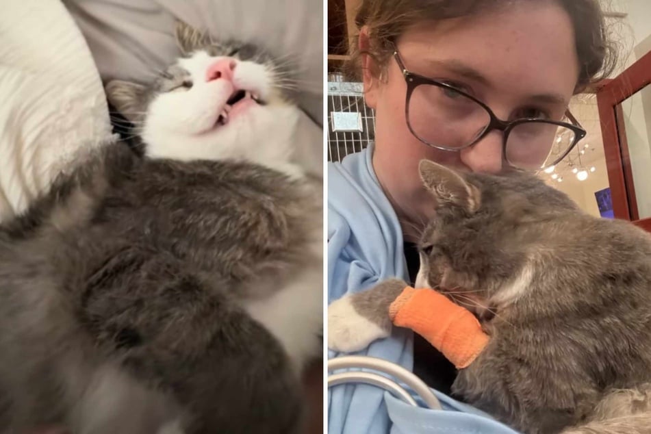 Rebecca's cat now has to undergo several tests and treatments in order to recover as soon as possible.