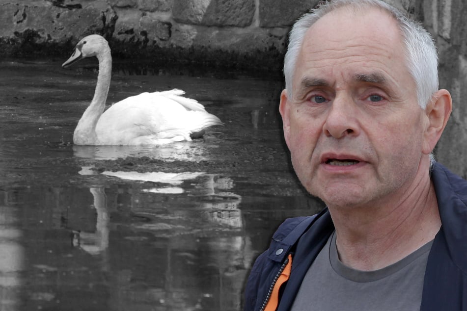 Tragischer Tod des Wappentiers: Graupa trauert um "Schwanhilde"