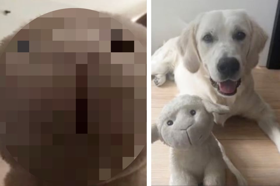 Frauchen will Hund per Doggy Cam überwachen: Als sie das Video checkt, stockt ihr der Atem!