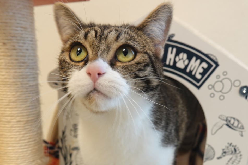 Toffifee sehnt sich nach einem Für-immer-Zuhause.