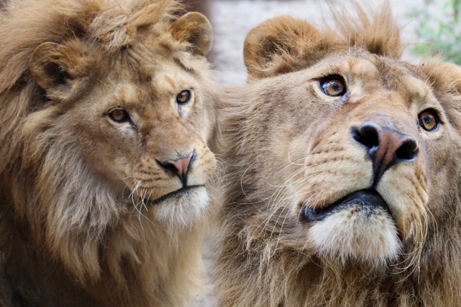 Inbred, malnourished, and dehydrated: a zoo lion's "lonely and hopeless life"