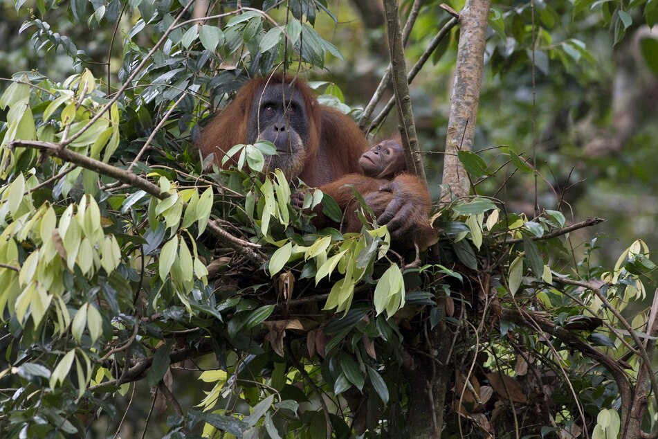 An orangutan holding her baby in Gunung Leuser National Park in Indonesia's Sumatra island.