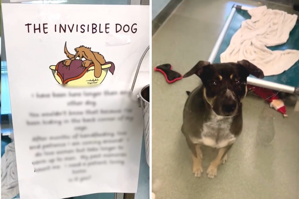 "Invisible" rescue dog gets a happy ending thanks to shelter's heartbreaking note