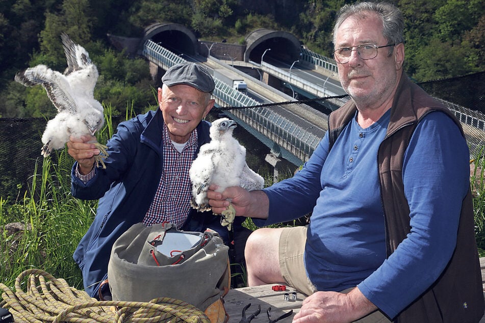 Zwei Männer und zwei Vögel "Falkenvater" Ulrich Augst (65, r.) und Hobby-Ornithologe Norbert Kunschke (78) bei der Arbeit.