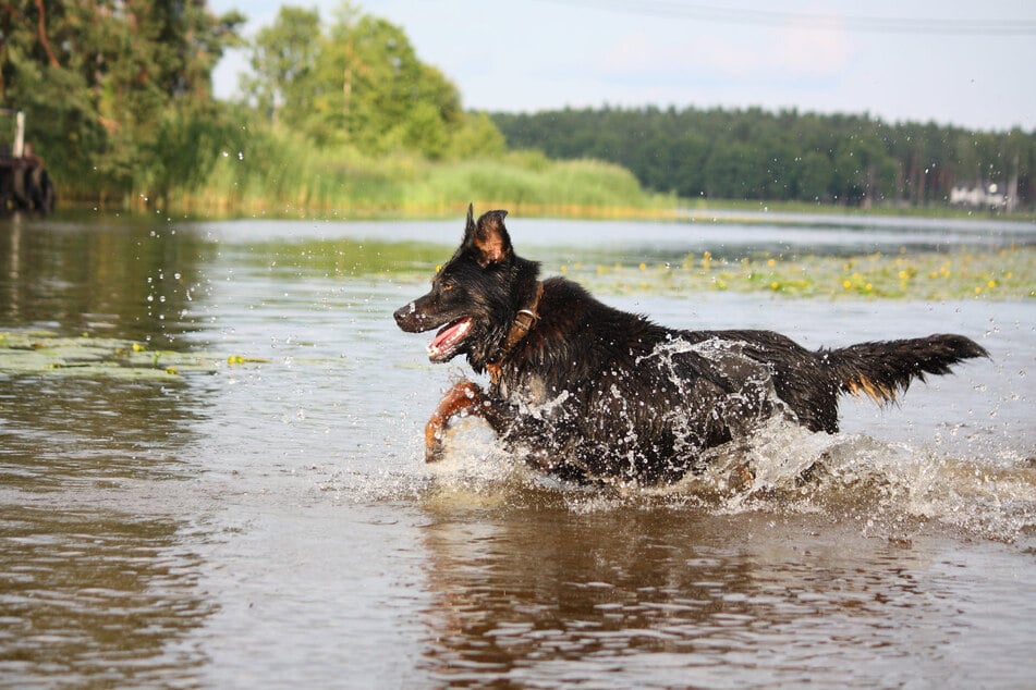 Nicht nur für Hunde sind die sogenannten Cyanobakterien gefährlich. In Kelheim starb ein Vierbeiner nach einem Bad in der Donau. (Symbolbild)