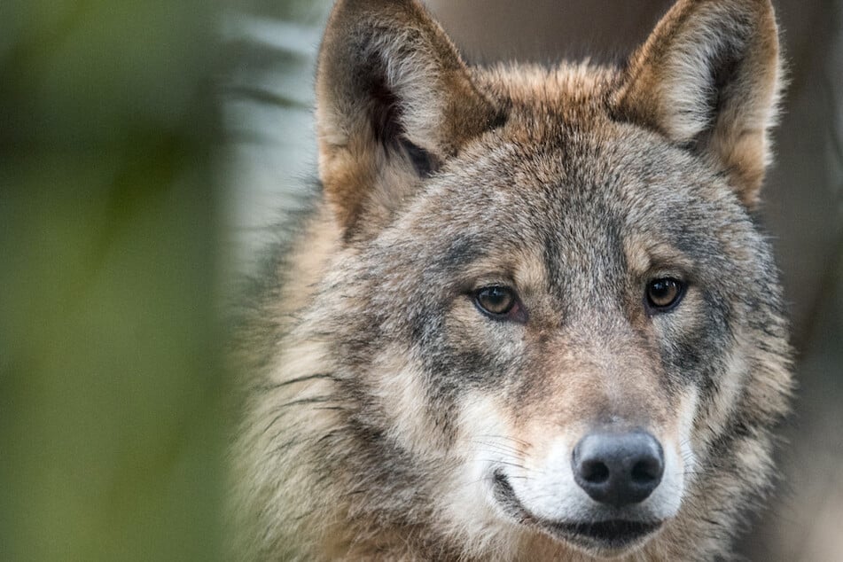 Wölfe: Grüner NRW-Umweltminister sieht keinen Spielraum für Wolfsabschuss am Niederrhein
