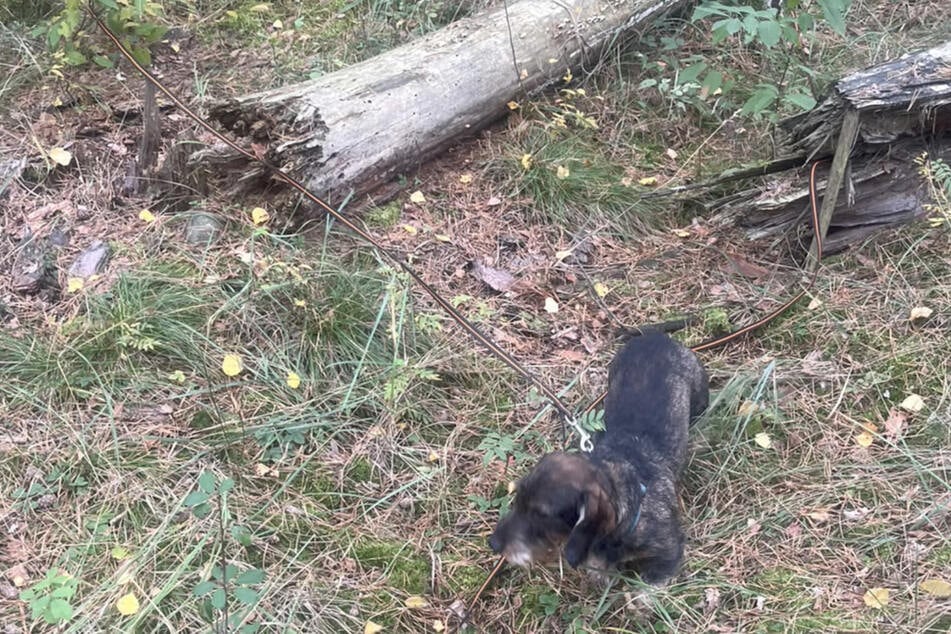 So fand der Jäger Dackel Bautz im Wald wieder.