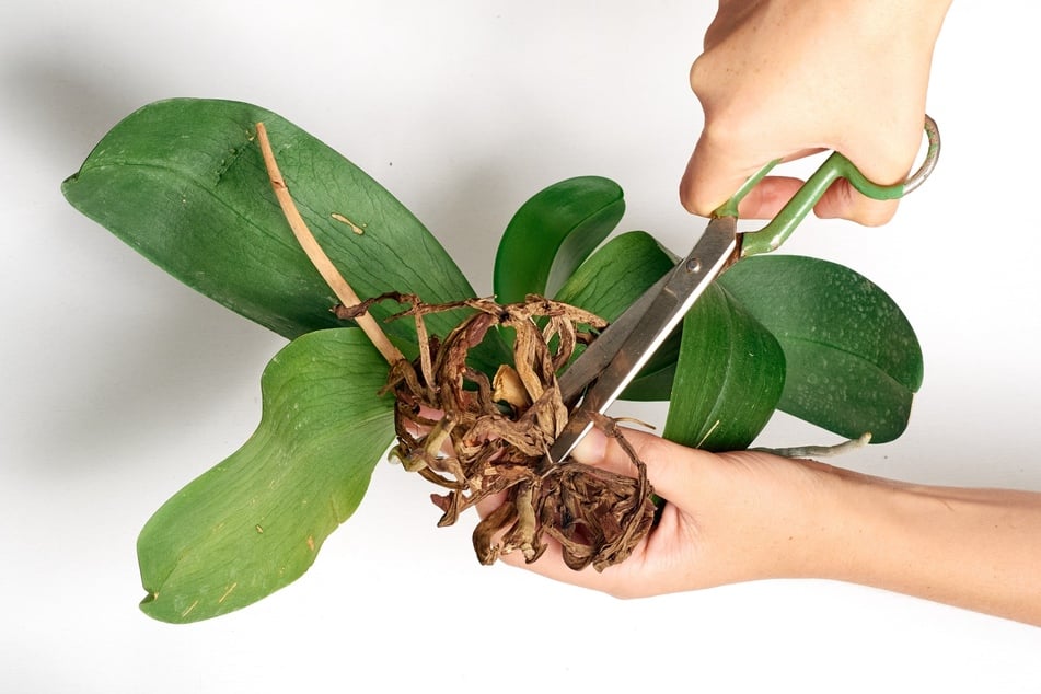 Vertrocknete Wurzeln einer Orchidee sollten beim Umtopfen abgeschnitten werden.