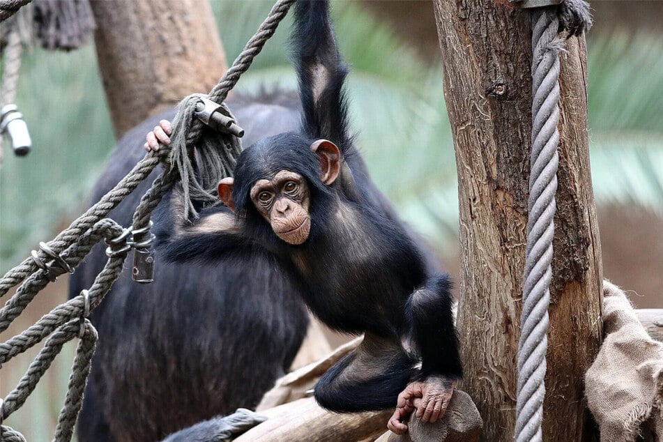 Im Leipziger Zoo gibt es momentan gleich mehrere Schimpansen-Babys. (Archivbild)