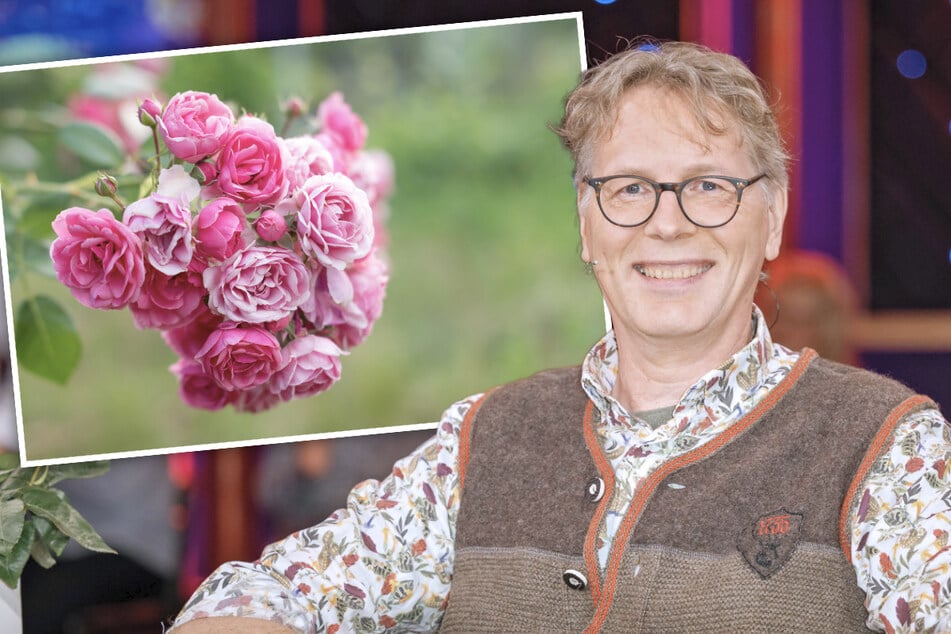 Riverboat: Pflanzen-Experte René Wadas gibt im "Riverboat" Tipps: So könnt Ihr Eure Rose am Leben halten