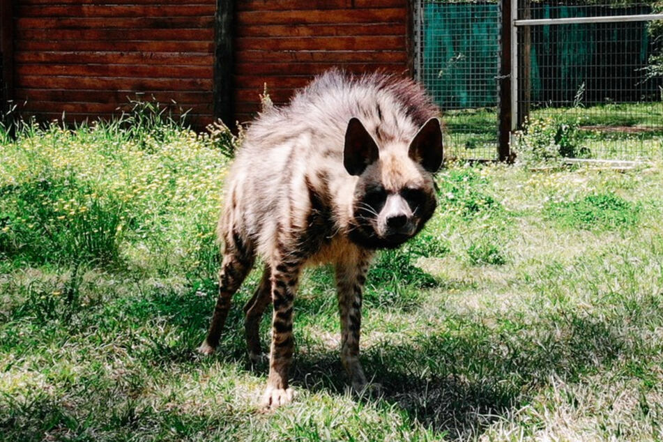 Hyänen sind Raubtiere und haben ihre Beute für gewöhnlich immer gut im Blick.