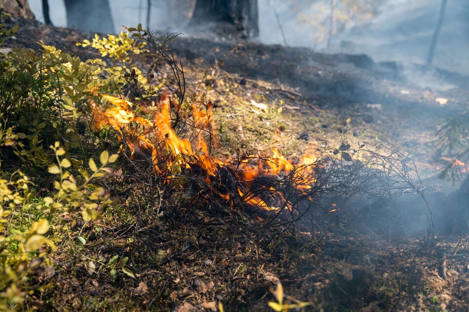 In Mittelfranken musste der Wald bei Wendelstein auf bis zu 30.000 Quadratmetern gelöscht werden.