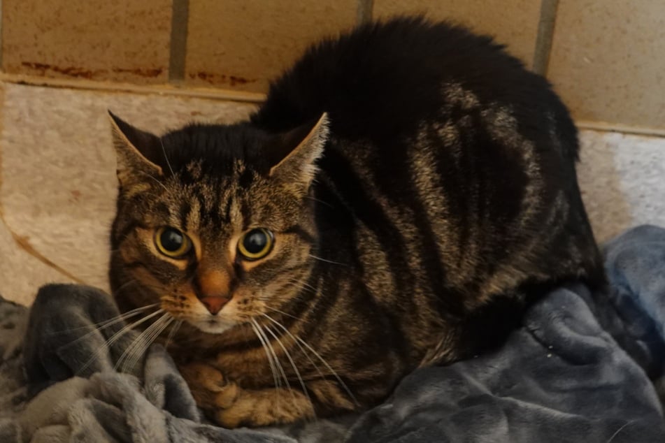 Sie wird als liebenswerte, ruhige und sehr bescheidene Katze beschrieben.