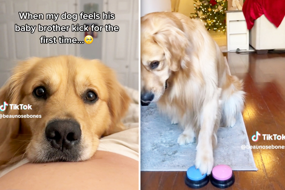 Beau the golden retriever has been featured in many adorable viral videos with his parents, as they await the arrival of their first baby.