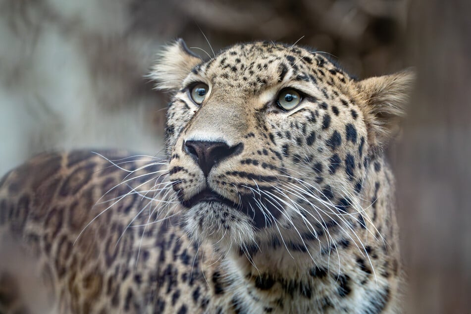 Khal soll in Stuttgart als Botschafter für seine stark gefährdeten Artgenossen in Vorderasien dienen.