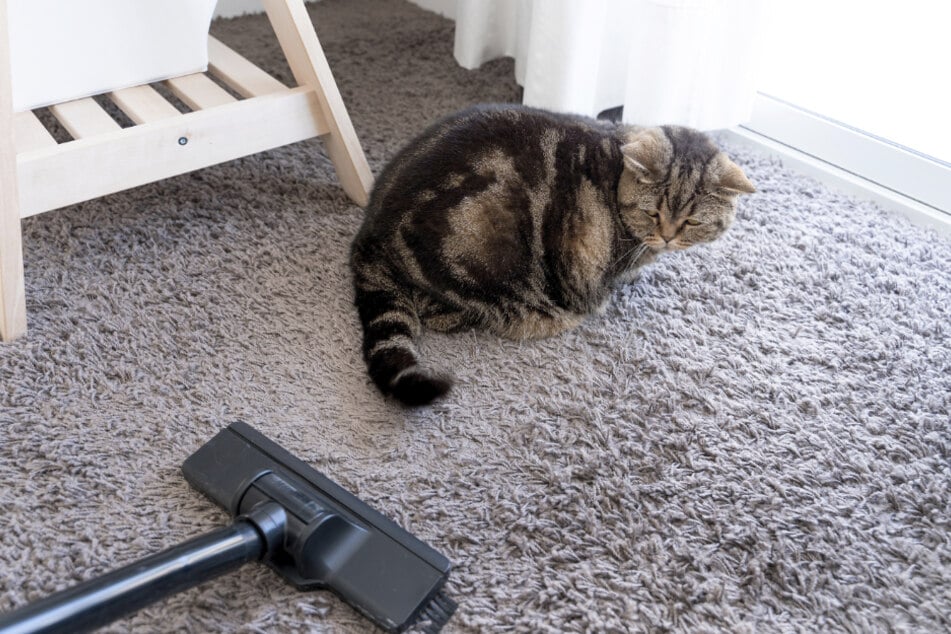 Manchmal müssen Katzen niesen, wenn der Staubsauger Staub und andere Partikel aufwirbelt.