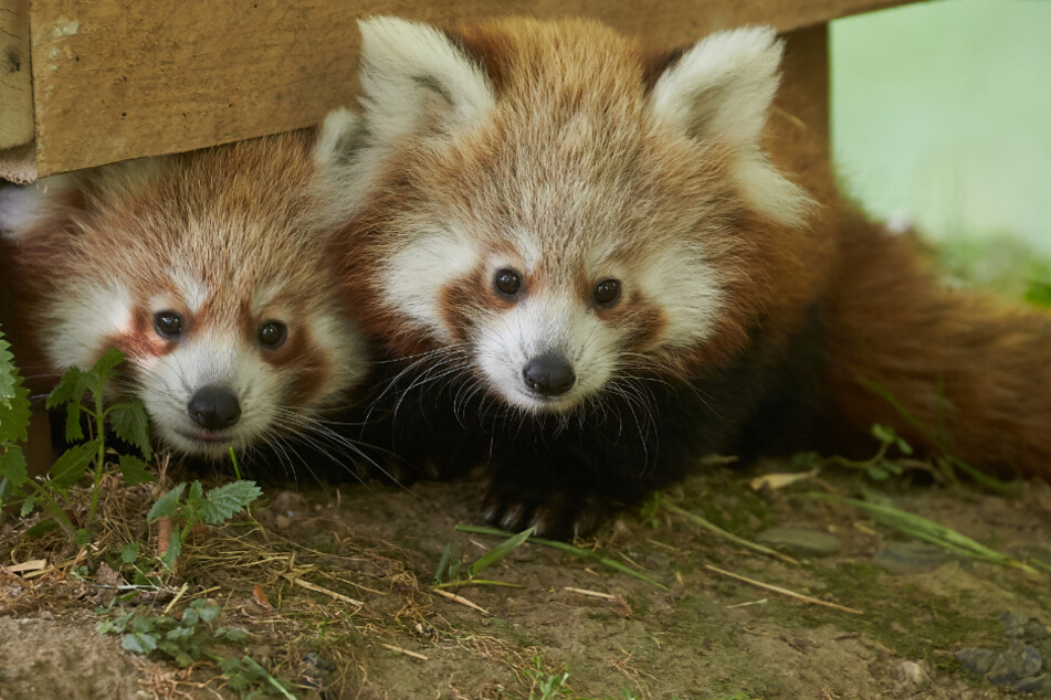 Rheinland-Pfalz: Die beiden im Juni 2019 geborenen Katzenbären-Zwillinge erkunden erstmals ihr Freigehege. Die hoch bedrohte Tierart zählt zu den Attraktionen des Zoos Neuwied.