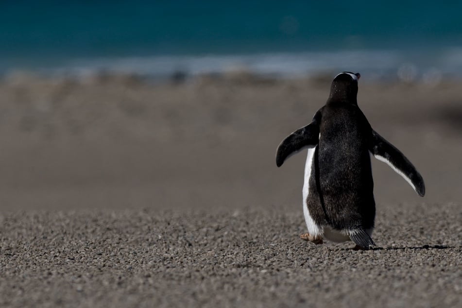 The penguins at New Zealand's National Aquarium are rescued birds.