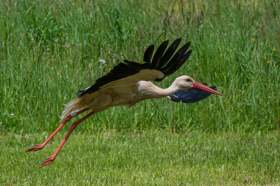 Storchenflug.