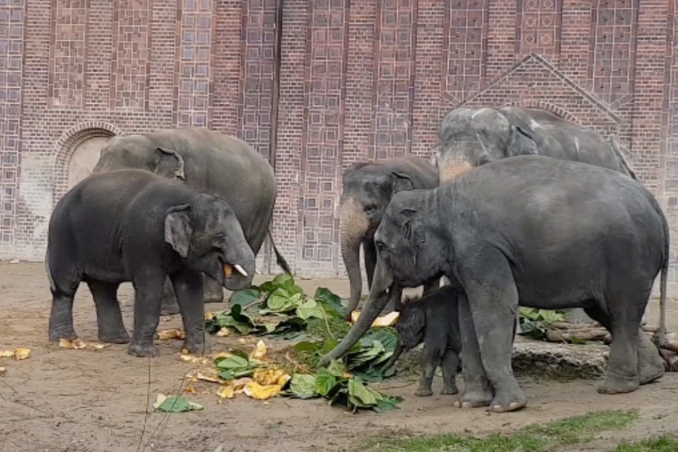 Die Elefanten-Herde im Zoo Leipzig wächst immer mehr zusammen - so wird sich auch der Riesenkürbis geteilt.