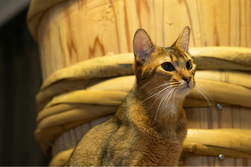 Few cats are as beautiful as the Abyssinian, hence their popularity.