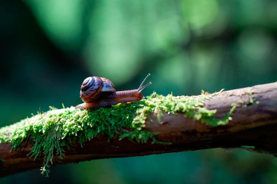 Snails are clearly ridiculously slow animals, but they don't take first place.