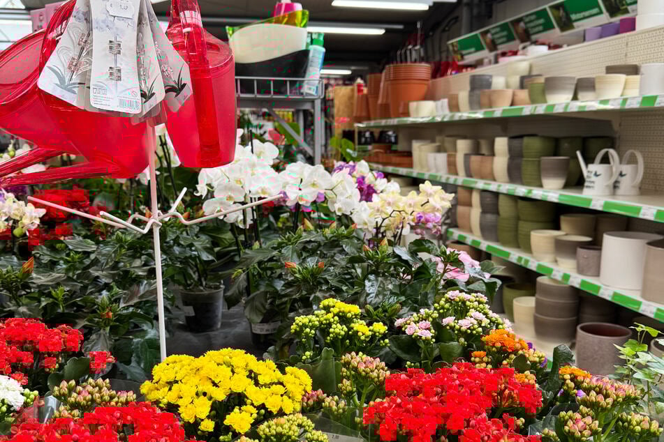 Die Auswahl der Blumen und dem passenden Zubehör lassen jeden grünen Daumen strahlen.