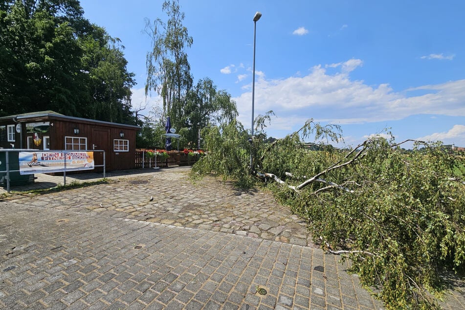 An der Anlegestelle der Autofähre in Kleinzschachwitz riss der Sturm ein Baum um.