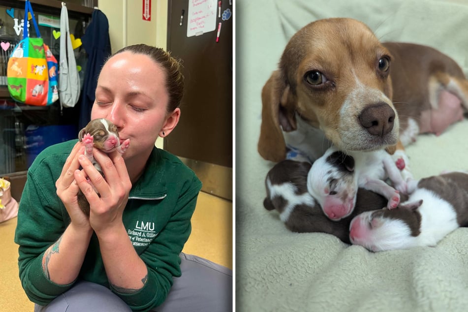 Wie süß: So sehen Winnies drei Welpen aus.