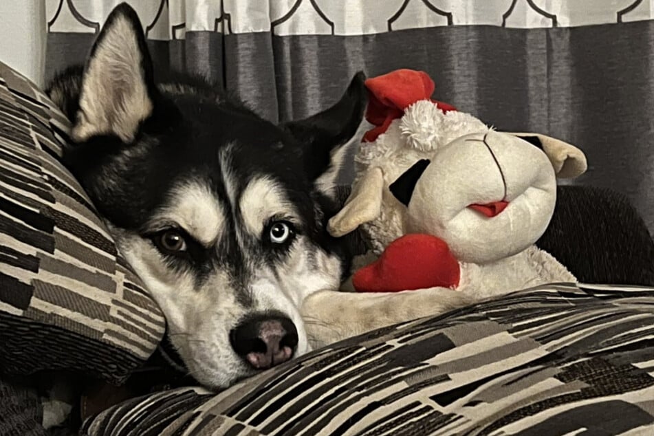 How this husky handles being separated from his favorite toy has the internet saying aw.