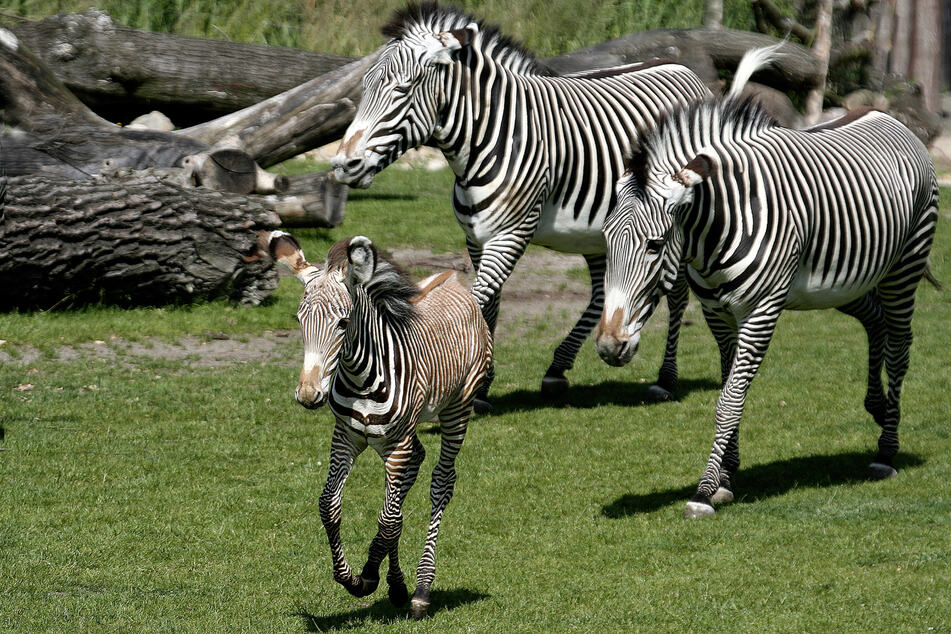 Die Leipziger Zebras galoppieren über die Kiwara-Savanne.