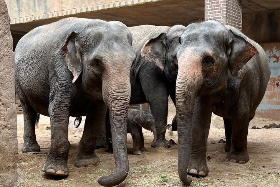 Der Elefantenbulle kam im Beisammensein seiner Mutter Pantha, seiner Tante Thuza und Oma Kewa auf die Welt.