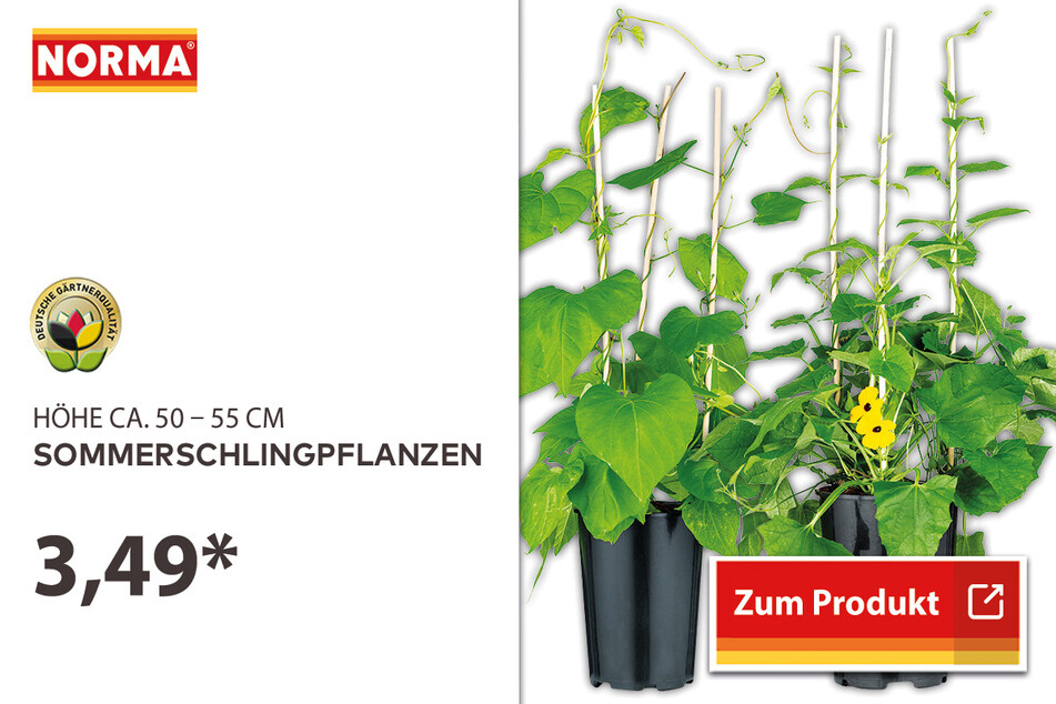 Sommerschlingpflanzen für 3,49 Euro
