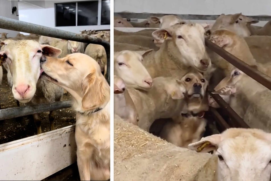 This golden retriever thinks she's part of her owner's flock of sheep!