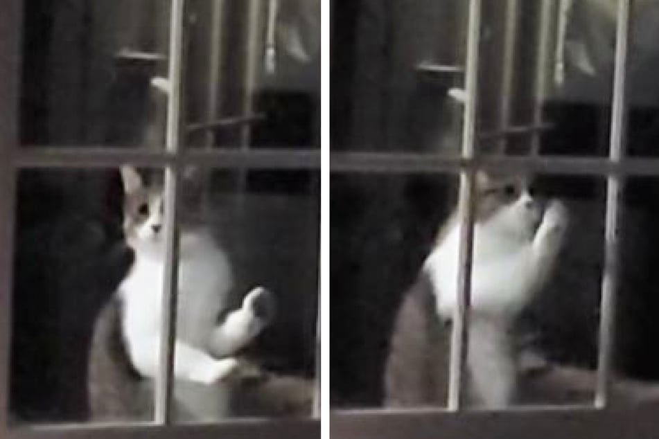 Confused cat has millions laughing at hilarious TikTok video