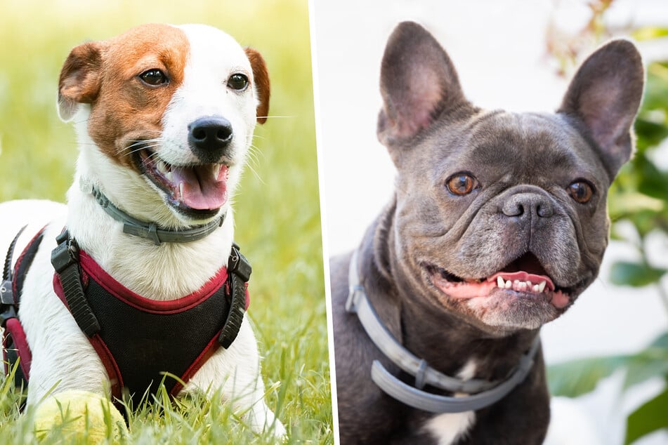 Carlo ist eine Mischung aus Jack Russell Terrier (l.) und französischer Bulldogge. (Symbolfotos)