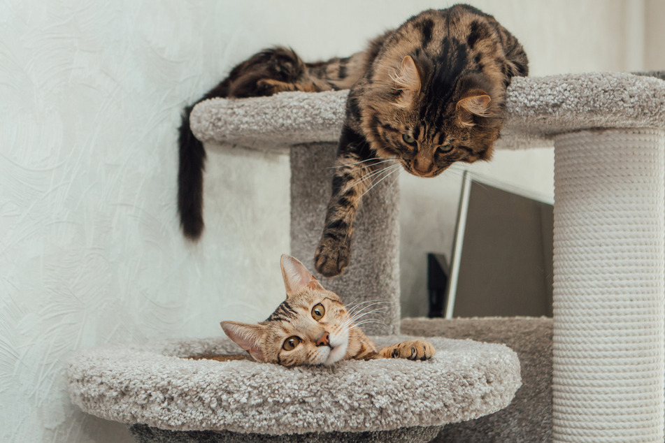 A good quality cat tower or tree is an absolutely fantastic way to keep your kitties happy.