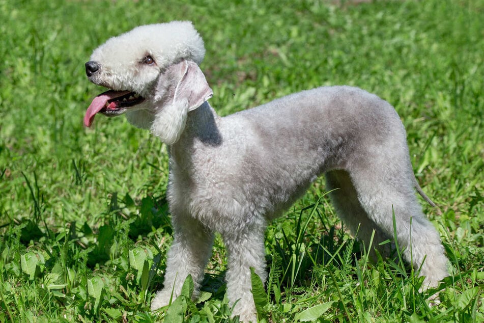 The Bedlington terrier is famous for having a curly puff upon their heads.