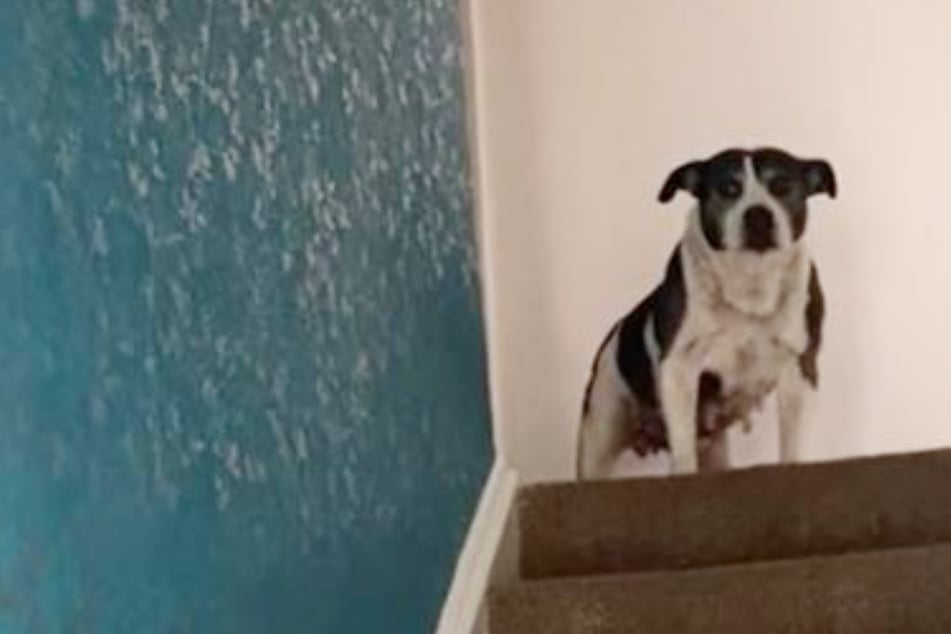 20-year-old dog's excited reaction to owner's return delights TikTok