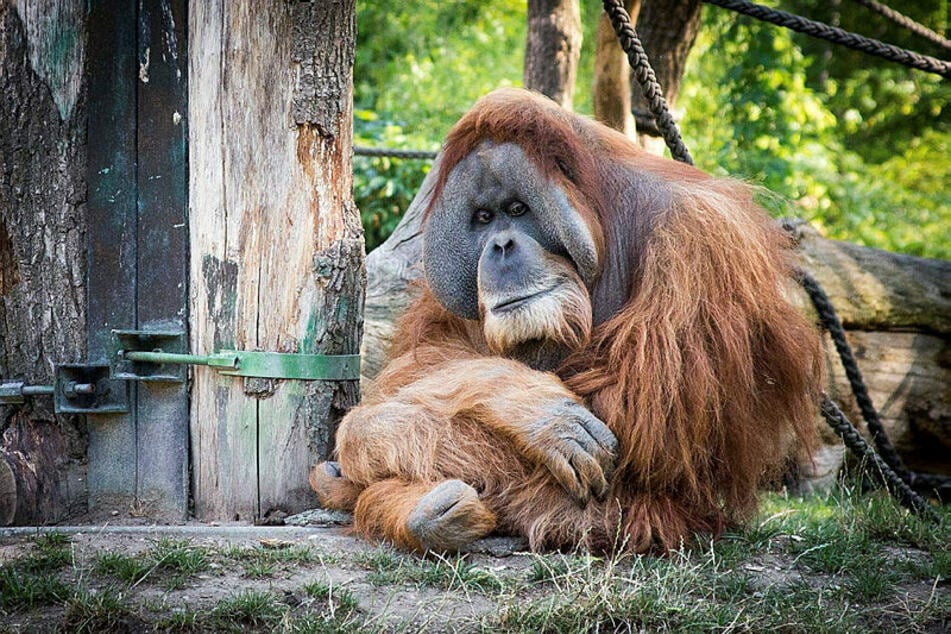 Im Leipziger Zoo warten unter anderem Orang-Utans auf die Besucher.